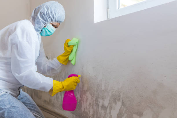 Best Real Estate Mold Inspection  in Indian Hills, NV